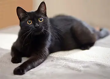 Schwarze Katze liegt auf dem Bett