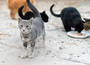 Tag der streunenden Katze Streunende Katzen