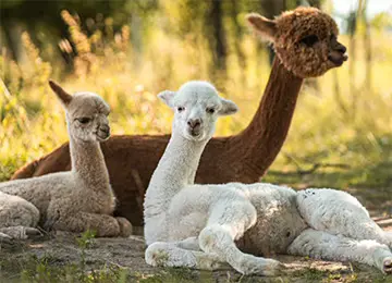 Tag des Lama und Alpakas 3 Alpakas liegen auf der Wiese