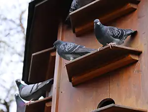 Stadttauben im Taubenhaus