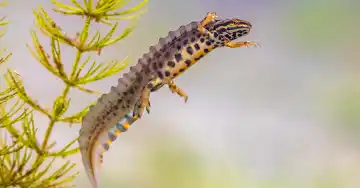 Teichmolch unter Wasser