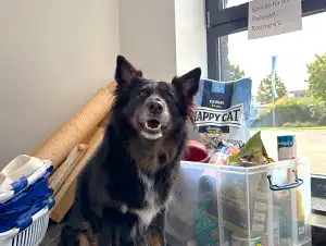 Spendenaktion für die Tierengel Bottrop Nele, einer unserer Bürohunde, sitzt vor unserer Spendenbox