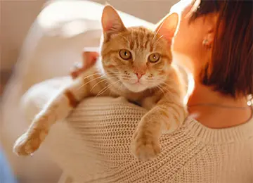 Katze guckt über die Schulter