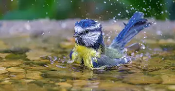 Dein Garten-Vogel-Kalender Blaumeise beim Baden im Garten