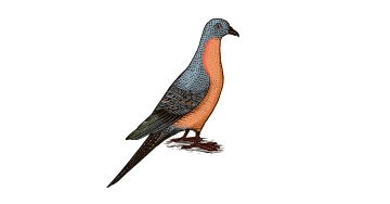 Zeichnung der bereits ausgestorbenen Wandertaube