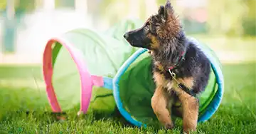 ein junger Schäferhund in der Hundeschule
