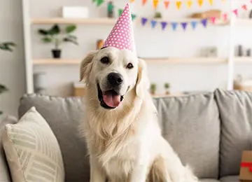 Welthundetag Hund mit Papierhut auf dem Kopf