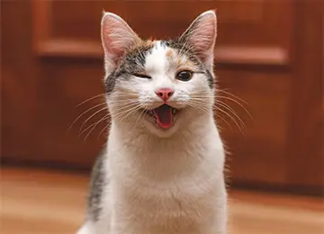 Zwinkernde Katze