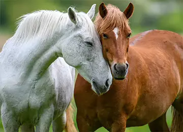 2 Pferde halten die Köpfe zusammen