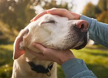 Hund genießt die Streicheleinheit