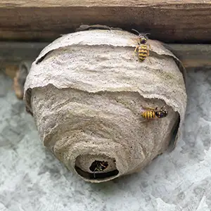 Wespennest unter dem Dach