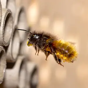 Nahaufnahme einer Wildbiene