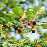 Nahaufnahme: Brombeeren