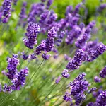 Nahaufnahme: Lavendel
