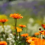 Nahaufnahme: Ringelblumen