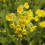 Nahaufnahme: Schlüsselblumen