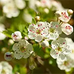 Nahaufnahme: Weißdorn