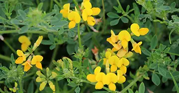 Gewöhnlicher Hornklee