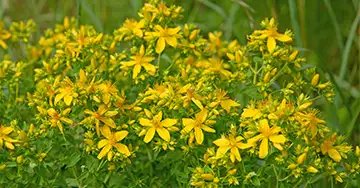 Echtes Johanniskraut