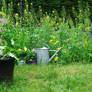 Gießkanne steht vor dem Wildblumenbeet im Garten