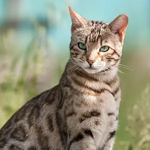 Krankenversicherung für Wildkatzen Porträt einer Wildkatze