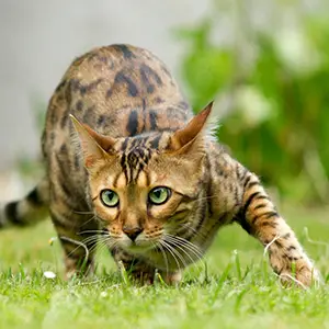 OP-Versicherung für Wildkaten Wildkatze schleicht über die Wiese auf die Kamera zu