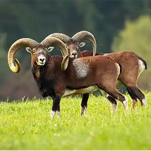 zwei Muffel stehen nebeneinander
