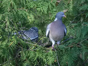 Zwei Wildtauben sitzen im Baum