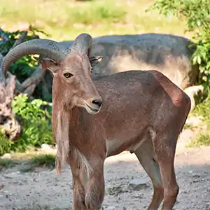 eine Wildziege steht auf sandigem Untergrund