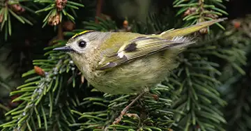 Wintergoldhähnchen zwischen den Zweigen eines Nadelbaums