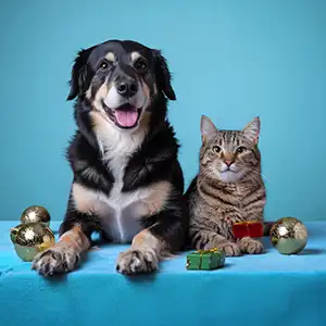 Hund und Katze sitzen gespannt wor einem blauen Hintergrund