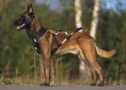 Hund trägt ein X-Back-Geschirr