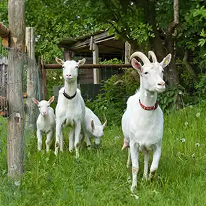 deutsche Edelziegen auf der Wiese