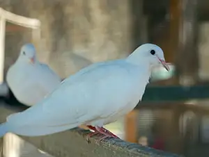 weiße Zuchttauben im Taubenhaus