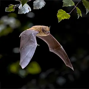 Zwergfledermaus fliegt durch den Garten