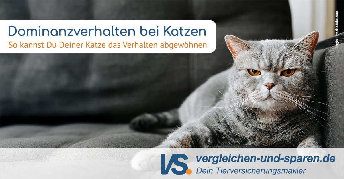 anal plug bdsm Dominanzverhalten bei Katzen bekämpfen