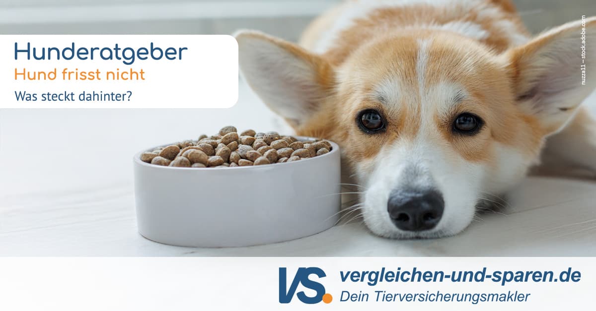 Dein Hund frisst nicht? Mgliche Ursachen und was Du tun kannst!