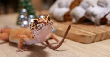 Echse schleicht über den Tisch mit dem Stollen