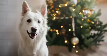 Weißer Hund vor dem Weihnachtsbaum