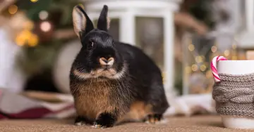 Kaninchen neben dem Weihnachtskörbchen