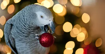 Papagei spielt mit der Weihnachtskugel