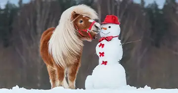 Pony beschnuppert den Schneemann