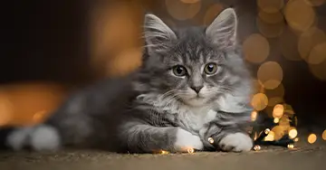 Katze liegt vor der Lichterkette