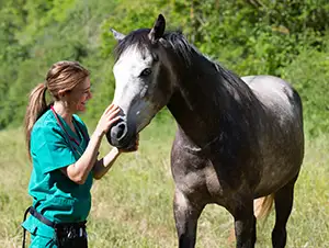 Das Pferd wird vor der Operation untersucht