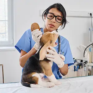 Tierärztin behandelt das Blutohr bei dem Hund