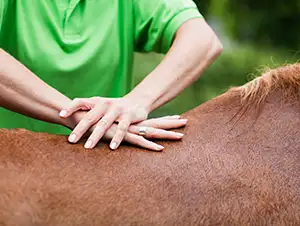 Chiropraktische Behandlung beim Pferd