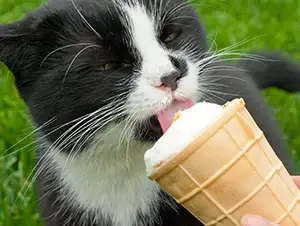 Katze wird mit Eiscreme gefüttert