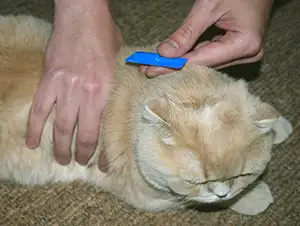 Katze bekommt ein Mittel gegen Flöhe