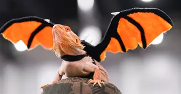 Exotenversicherung eine Echse trägt künstliche Fledermaus-Flügel in Orange und Schwarz