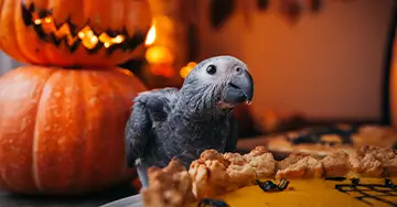 Papageienversicherung Papagei sitzt auf einem Tisch mit Halloween-Dekoration